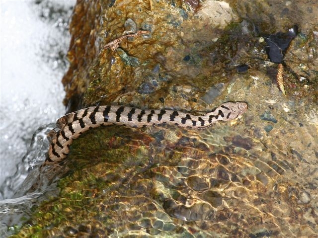 vipera aspis